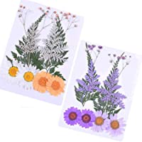 Daimay 20 PCS Flores Secas Naturales Flores prensadas Reales múltiples mezcladas Surtido de Colores para Joyería de…